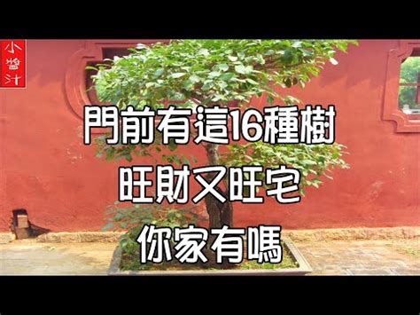 楓 風水|紅楓樹風水作用全解析